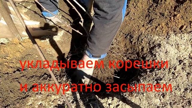 Выращиваем виноград в Лен.обл.Часть 7.Третий сезон.2022. Пересадка на новое место.  Укрытие на зиму