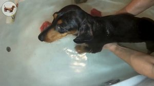 ТАКСА ^ ТАКСЫ ^ ТАКСА ? ? ? Что лучше одной ТАКСЫ? Только три ТАКСЫ Как ухаживать за ТАКСОЙ?