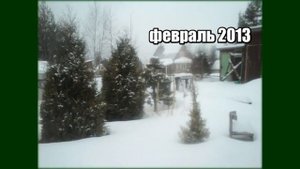 Туи в саду Девятой реальности/Брабант/Смарагд/Столвик/Наш опыт/