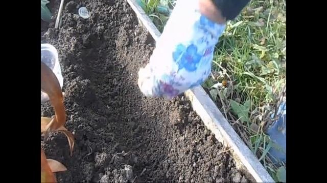Выращивание абрикоса из косточек: до и после