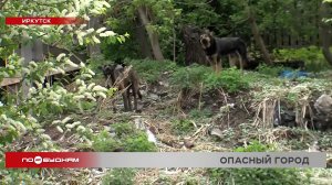 Собака напала на школьницу: меняется ли ситуация с отловом бездомных животных в Иркутске
