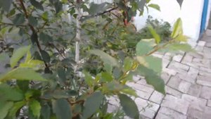 Тля на вишни . Как я ее вылечила.