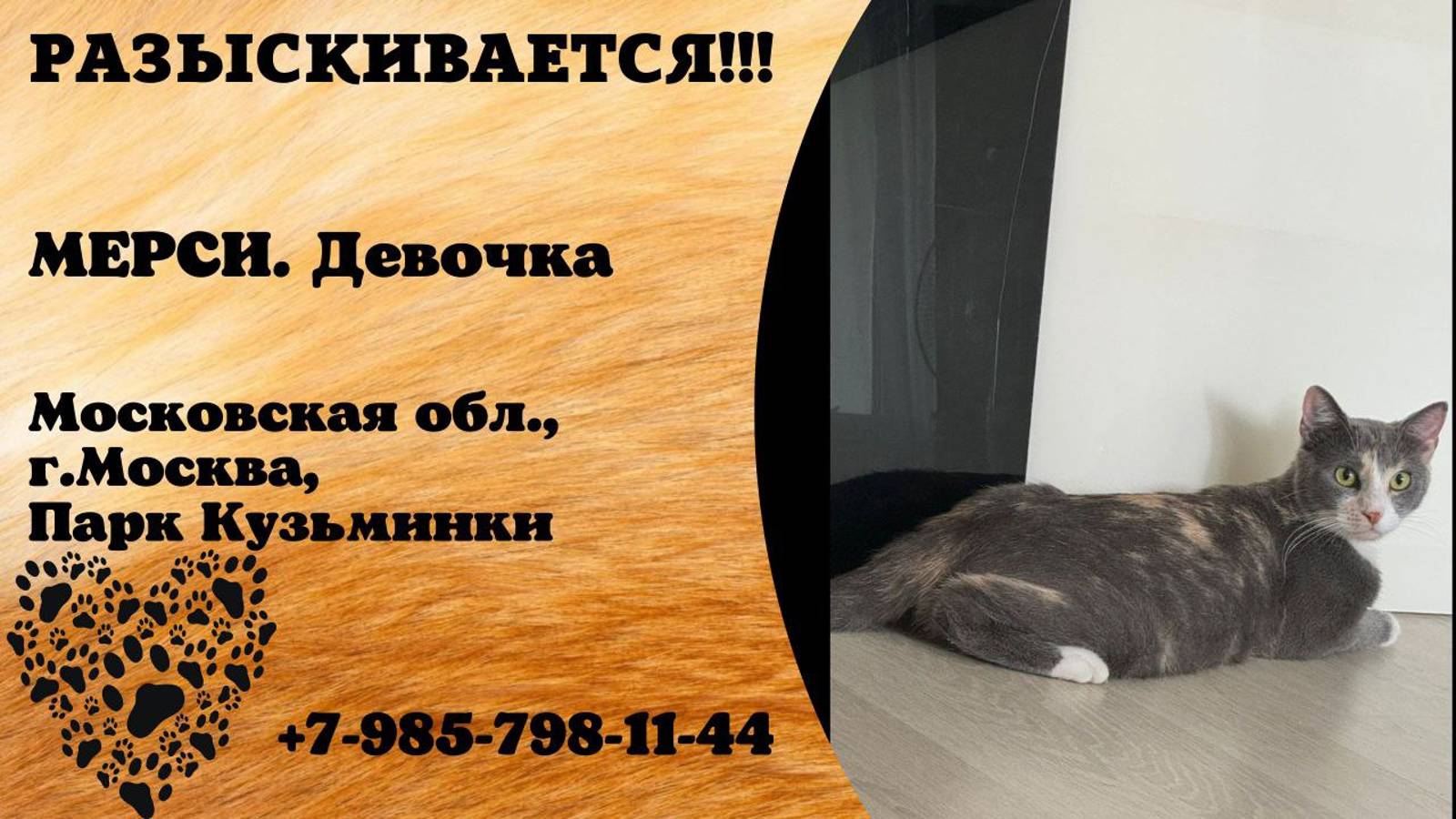 Пропала кошка! МЕРСИ. Девочка. Московская обл, г.Москва, Парк Кузьминки