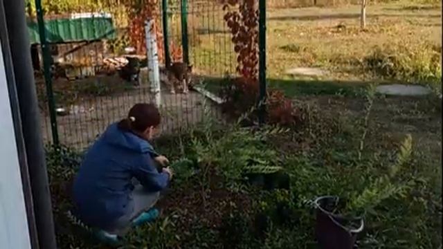 Ива Хакуро Нишике- осенняя обрезка куста