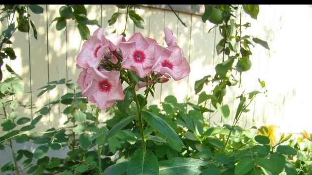 Отражения. Флокс Уральские Сказы смотреть онлайн