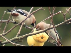 Свиристель (Bombycilla garrulus)