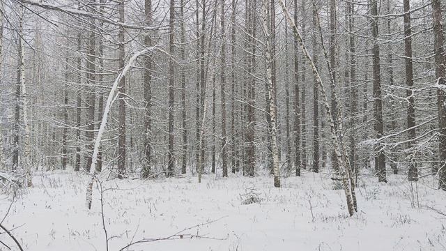 Заснеженный лес. ч.14. Декабрь 2023