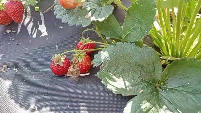 Обзор клубники сорта Альбион. Урожайность. смотреть онлайн