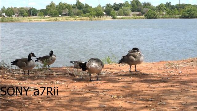 SONY a7Rii vs NIKON D5000 смотреть онлайн