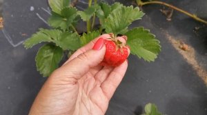 Земляника Лималексия. Вкусная с привкусом жвачки.