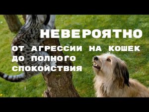 НЕВЕРОЯТНО От агрессии на кошек  до полного спокойствия