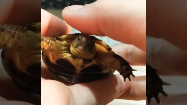 Среднеазиатская сухопутная черепаха. Наша черепашка Лето. смотреть онлайн