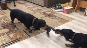 Таксы играют