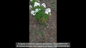 Царевна-лебедь