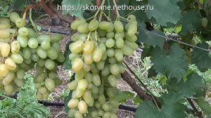 Среднеспелые сорта винограда 2019. Эмигрант и Интрига большая