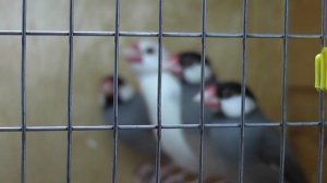 Рисовые амадины