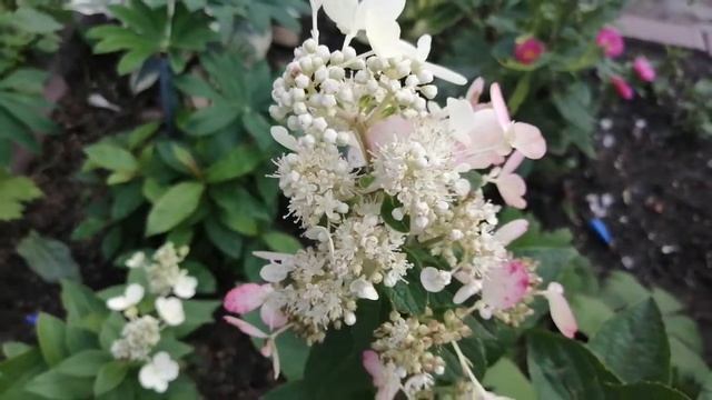 Гортензия метельчатая сорт Диомант Руж смотреть онлайн