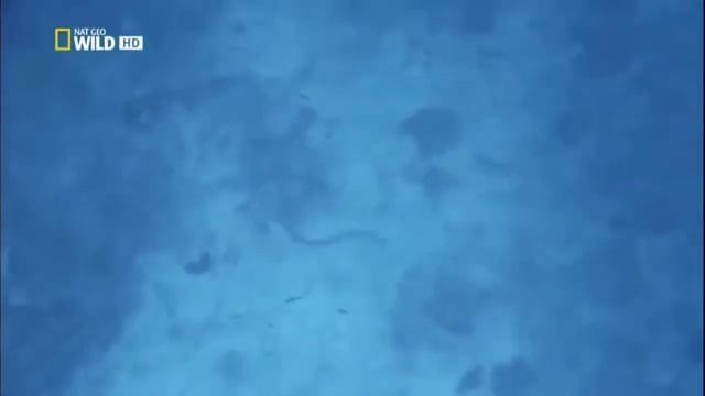 Самые опасные животные — Морские глубины. #DenV. смотреть онлайн