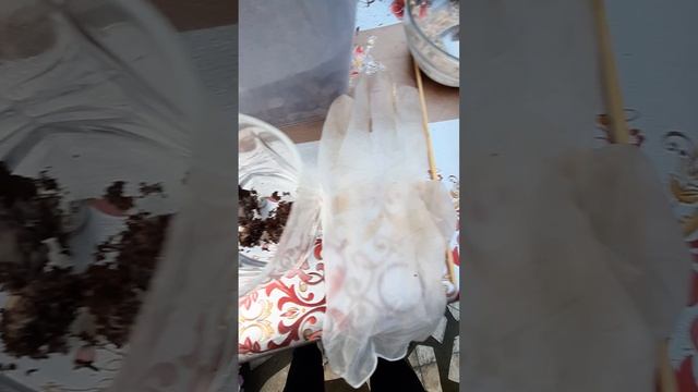 Как правильно запустить культуру червь Гриндаль! Без запаха! Питательный корм для гриндаль! Новинка
