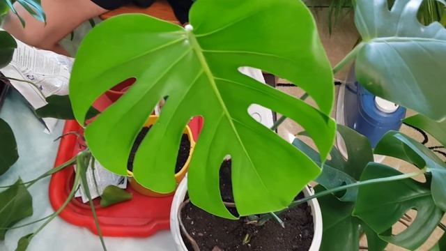Домашние растения. Размножение Монстеры методом деления куста.