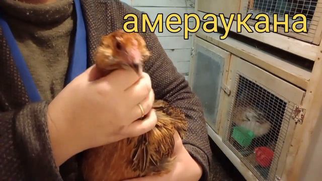 Заразный НАСМОРК. Голубые яйца(.Contagious Runny Nose. Blue eggs) смотреть онлайн