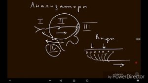 физиология-анализаторов-общая-часть.mp4