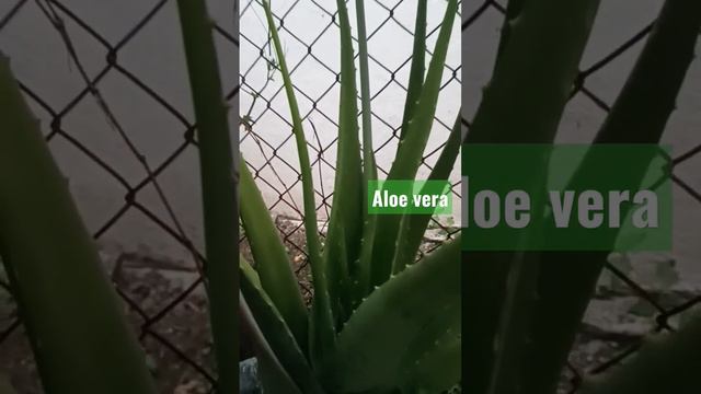 Aloe vera plant