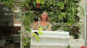 Зелёная стена в вашем доме / Как ухаживать / Что учесть / Как озеленять стены в доме