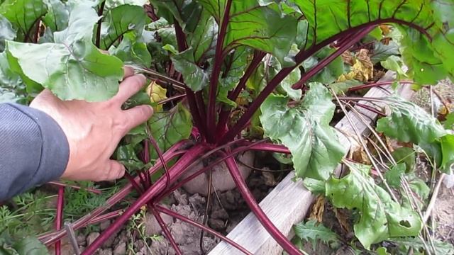 Закрытие огородного сезона '18, огуречные шпалеры и брусчатый двор. смотреть онлайн