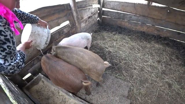 Обзор хозяйства. Коровы, вьетнамские поросята, кролики и кабан "кешка". Стройка амбара. смотреть онлайн