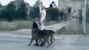 Сабака девушка танцует умная сабаки