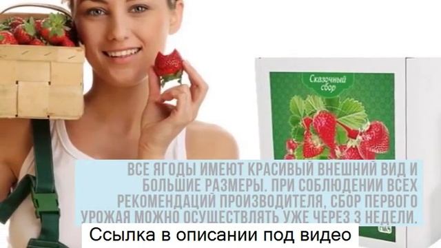 Клубника ЧУДО ЯГОДНИЦА сказочный сбор отзывы - чудо-ягодница сказочный сбор голландская клубника. смотреть онлайн