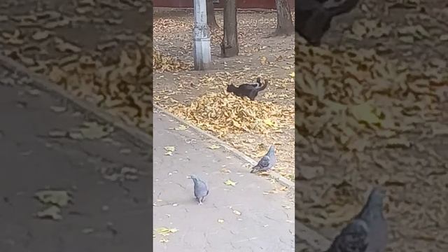 Ворона как сотрудник экологической полиции пытается помешать Коту писать смотреть онлайн