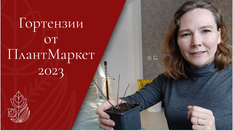 Гортензии от ПлантМаркет 2023.