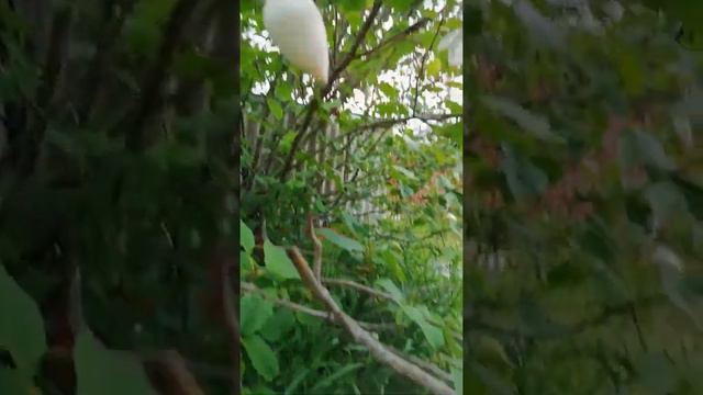 цветёт МАГНОЛИЯ в Приморье. 1июля 2022.Врангель смотреть онлайн