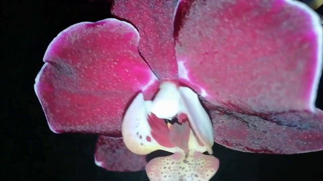 Цветение моих орхидей под Старый Новый год. Дикий кот, Дебора, пелорик, Клеопатра. смотреть онлайн