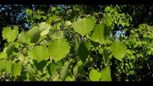 осина, полезные свойства.