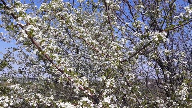 Медоносы. Вишня Магалебская (Антипка) дикорастущее дерево. смотреть онлайн