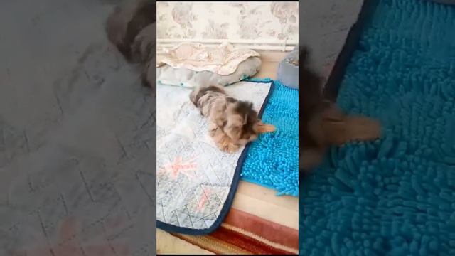 Цветные Йорки. окрас Шоколадный мрамор.