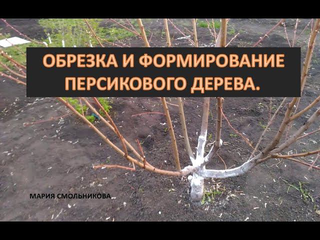 Обрезка и формирование персикового дерева.