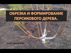 Обрезка и формирование персикового дерева.