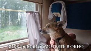 Собаки в поезде едут в первый раз. Путешествие с питомцами, рекомендации