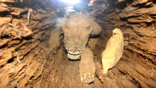 В стволе спиленного дерева обнаружили страшное существо смотреть онлайн