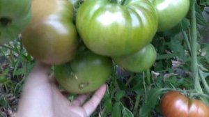 КРЫМСКАЯ НОЧЬ ЭТО ПОМИДОР