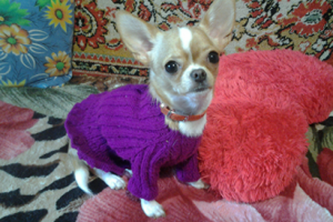 Чихуахуа мини на прогулке ❤ Mini Chihuahua for a walk.mp4