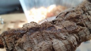 Тропические скорпионы дома.Скорпионы под ультрафиолетом. Сentruroides gracilis Centruroides bicolor