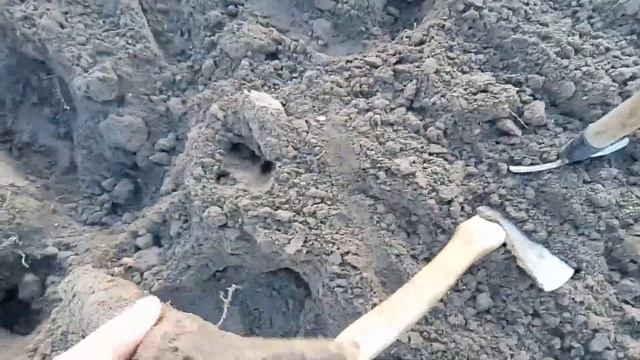 #Вспашка огорода плугом #Мотоблоком ЗиД "Фоварит" который может ??  #пахота 21 смотреть онлайн