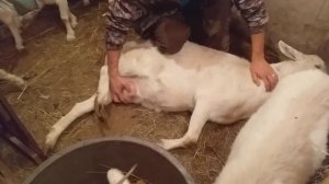 Ужасная обрезка копыт у коз// новые козюли приехали