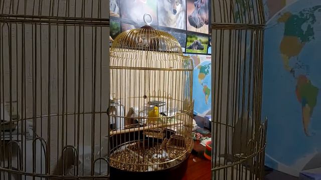 Лимончик поет