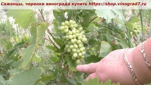 Неро Оплодотворение молодого куста винограда . Пузенко Наталья Лариасовна